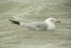 Ring-billed Gull at Westcliff Seafront (Steve Arlow) (66087 bytes)